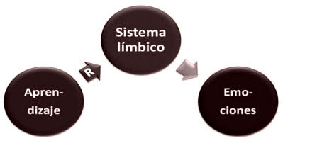 El sistema límbico 