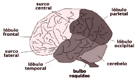 Fig. 5: Exterior del cerebro desde el lado izquierdo