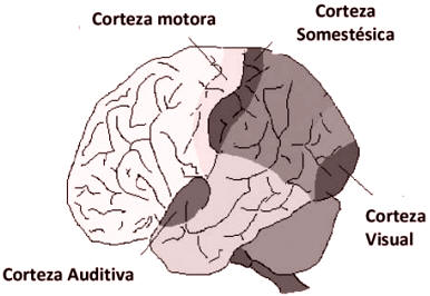 Fig. 6: Especialización de la corteza cerebral