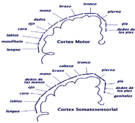 Fig. 7: Localización de las diferentes zonas del cuerpo en la corteza motora y somatosensorial