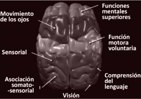 Fig. 8: Especialización de la corteza cerebral