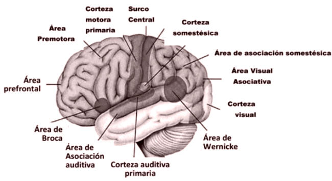 Fig. 9: Especialización de la corteza cerebral