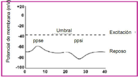 El potencial postsináptico excitatorio (ppse) es un cambio del potencial de membrana de -70mV a un valor cercano a 0 mV. Un potencial postsináptico inhibitorio (ppsi) tiene el efecto opuesto.