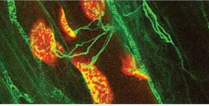 Para hacer que los músculos se contraigan, los nervios forman unos contactos especializados e individuales con las fibras musculares en las uniones neuromusculares. Según se van desarrollando, múltiples fibras nerviosas se dirigen a cada fibra muscular, sin embargo y debido a un proceso de competición entre las neuronas, al final sólo queda una de ellas. Cuando sólo resta un nervio, entonces se produce la liberación del neurotransmisor acetilcolina que actúa sobre detectores moleculares especializados situados en la placa motora teñido en rojo). Esta imagen se ha tomado utilizando microscopia confocal.