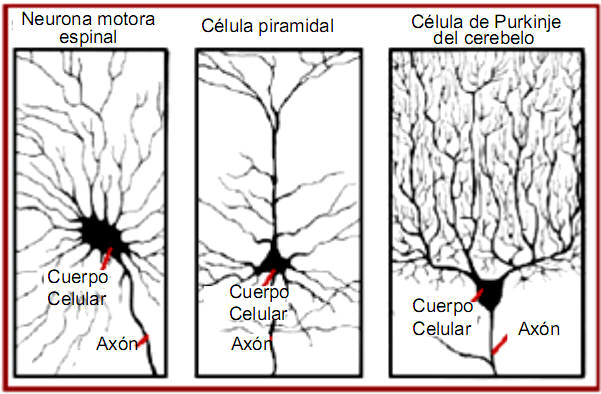 Tipos diferentes de neuronas