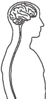 El sistema nervioso central humano mostrando el cerebro y la médula espinal