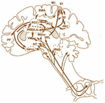 Vías ascendentes del dolor, desde una región de la espina dorsal (abajo) van hacia diferentes áreas del tronco cerebral y la corteza incluyendo CCA (corteza cingulada anterior) y la insular.