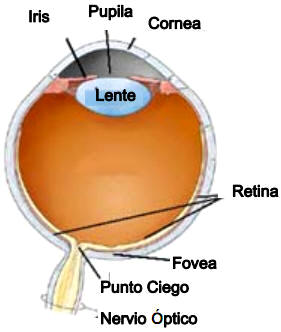 El ojo humano. La luz que entra por el ojo es focalizada por la lente sobre la retina que se encuentra situada en el fondo del ojo. Los receptores que se encuentran en ella detectan la energía y por medio de un proceso de transducción forman potenciales de acción que van a viajar alo largo del nervio óptico.