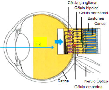 La retina. La luz pasa a través de una red de células (p. e. células bipolares) hasta llegar a los bastones y conos en el fondo de la retina y de ahí va al nervio óptico.