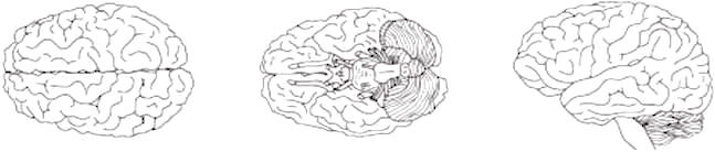 El cerebro humano en vista dorsal, ventral y lateral
